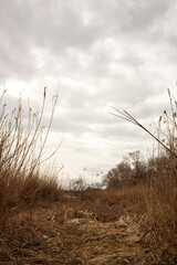 landscape with river