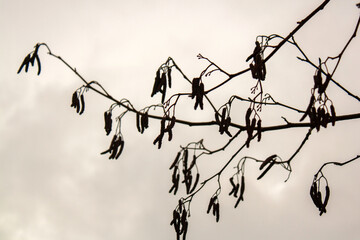 birds on the branch