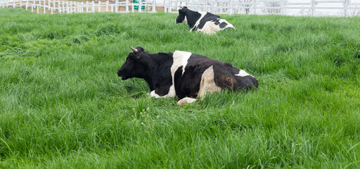 Black and white cows in a green lawn