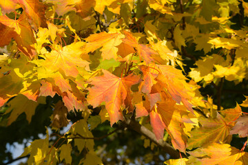indian summer,
