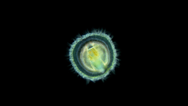 Larva of a sea snail under the microscope, called Veliger, class Bivalvia, type Mollusca, shows the ciliary velum