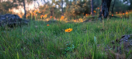 Small Yellow Flower in Green Grass at Sunset. AI generated illustration