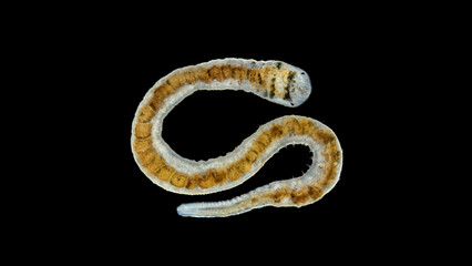 Worm Ophidonais serpentina under a microscope, Oligochaeta Subclass, Naididae Family.