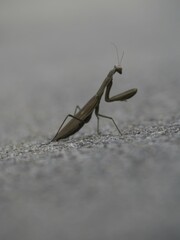 Una mantis