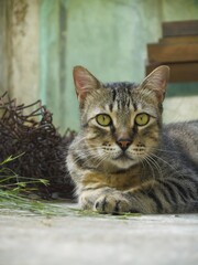 un gato de nombre freedom