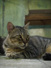 un gato de nombre freedom