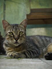 Obraz premium un gato de nombre freedom
