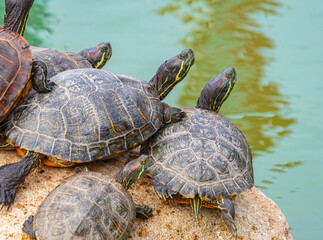 red-eared turtles basking in the sun