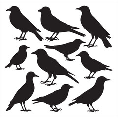 set of vector icon bird silhouette	

