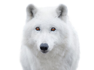 Obraz premium polar wolf portrait isolated on white background