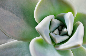 Succulent plant of  leatherpetal