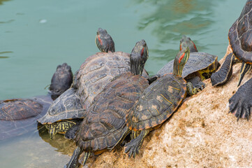red-eared turtles basking in the sun
