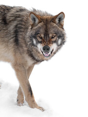  gray wolf with a grin is isolated on a white background.