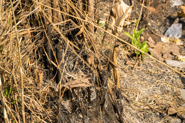 The image shows combustion residue from dried bamboo during the dry season. The burned area is...