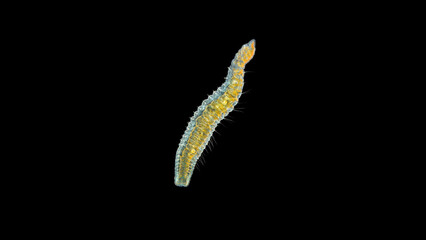 worm Nais sp. under a microscope, Family Naididae, a class of Oligochaeta, feed on plant foods algae and the remains of dead organisms, sometimes protozoa.
