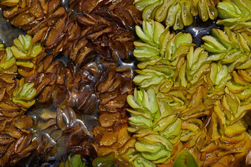 Water fern or Water spangles, a species of Watermosses (Salvinia molesta)