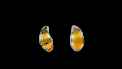 Flatworm from order Proseriata under a microscope. Phylum Platyhelminthes.