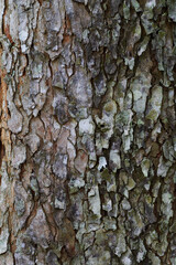 Mahogany tree bark texture 