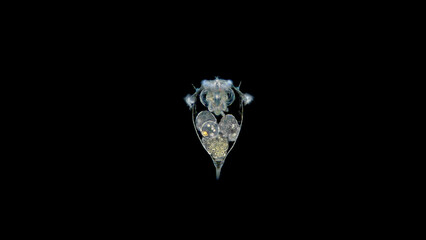 Rotifera Synchaeta sp. under a microscope, class Monogonta. Live in both fresh and sea water