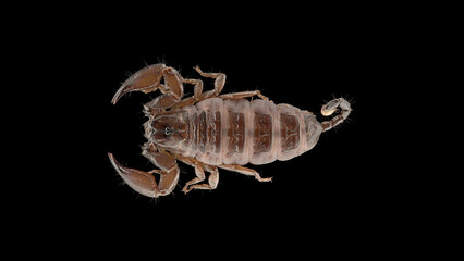 Dwarf tree scorpion Liocheles australasiae, family Hormuridae. Hiding under stones, branches, poison is not dangerous to humans. Propagated by parthenogenesis