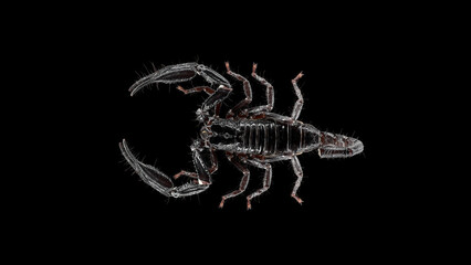 Scorpion Heterometrus longimanus, family Scorpionidae. Stealthy nocturnal creatures that spend...
