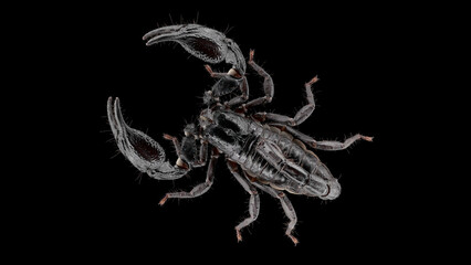 Scorpion Heterometrus petersi, family Scorpionidae. Stealthy nocturnal creatures that spend...