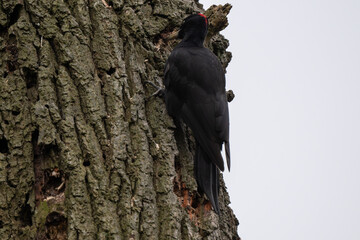 Schwarzspecht am Baumstamm