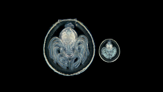 Placotrophic juvenile stage larva of the linguliform brachiopoda under a microscope, a type of the oldest marine invertebrate animal, resembles Bivalvia