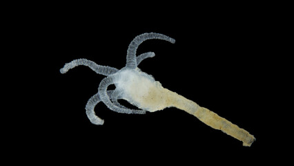 Cnidaria polyp under a microscope. It has tentacles with stinging cells to capture food. © shoma81