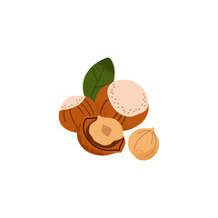 Cartoon hazelnut. Nuts in shell and peeled pieces with leaf. Healthy food. Diet snack. Organic vegetarian element. Whole and half. Natural plant ingredient packaging design vector isolated