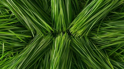 Green grass texture, freshly mowed garden turf