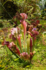 Sarracenia (Sarracenia leucophylla) and venus flycatcher (Dionaea muscipula) is a predatory insectivorous plants in the botanical garden