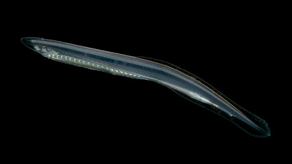 Primitive marine animal Branchiostoma or Amphioxus, type Chordata under microscope. In some...