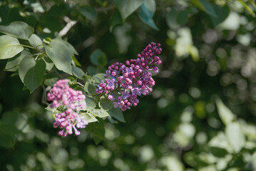 A sprig of lilac lilac in green foliage. One lilac bud is in focus, and the other is blurred. Lilac twig in lilac color.