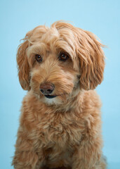 A Labradoodle with curly fur stares attentively at the camera against a blue backdrop.