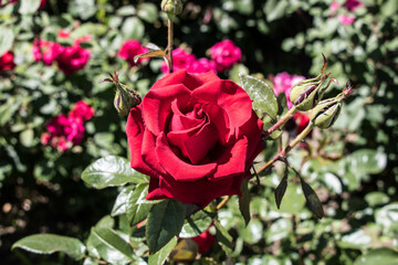 Red roses in the garden