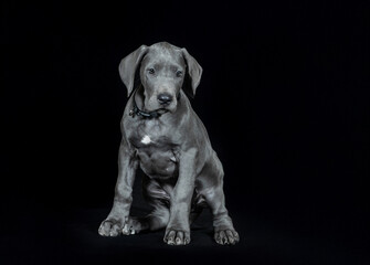 Welpe Deutsche Dogge vor schwarzem Hintergrund  
