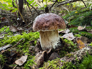 Boletus edulis - an edible fungus grows among the trees in the moss