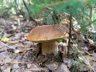 Boletus edulis - an edible fungus grows among the trees in the moss