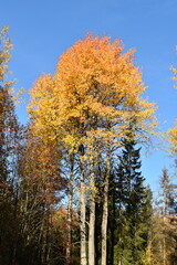 These trees are growing in a forest in sunny autumn day. The leaves of deciduous trees are in autumn colors.