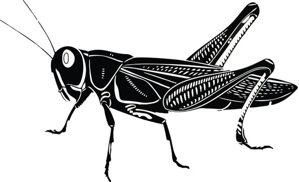 black grasshopper on white background clip art preview