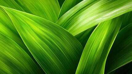 A close-up of abstract green leaves with soft shadows and textures, perfect for a natural and organic desktop feel