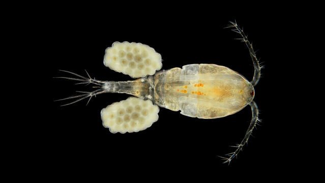 Copepoda family Cyclopidae under a microscope, female with eggs, is a predator and feeds on protozoa.