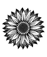 Fototapeta premium sunflower vector illustration