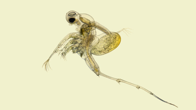 Crustacea Bythotrephes longimanus under a microscope, prickly water flea, is an invasive species that hunts smaller planktonic organisms, including daphnia. Volga River