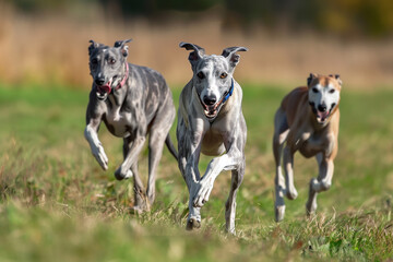 three Australian greyhounds
