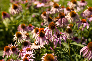 Herbal Echinacea Flowers. Herbal Echinacea or Coneflower flowers in a garden. Close up of a large pink daisy, nature background