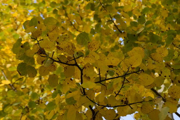 These are the branches and the leaves of an aspen tree in sunny day in October.