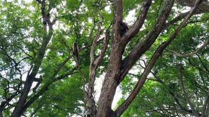 En el corazón de la selva fluye la vida silvestre