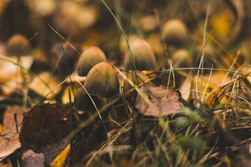 Small toadstool mushrooms peek out from among fallen leaves in an autumn forest, mixing earthy browns and bright greens in an intricate pattern of nature. Brown toadstool mushrooms.